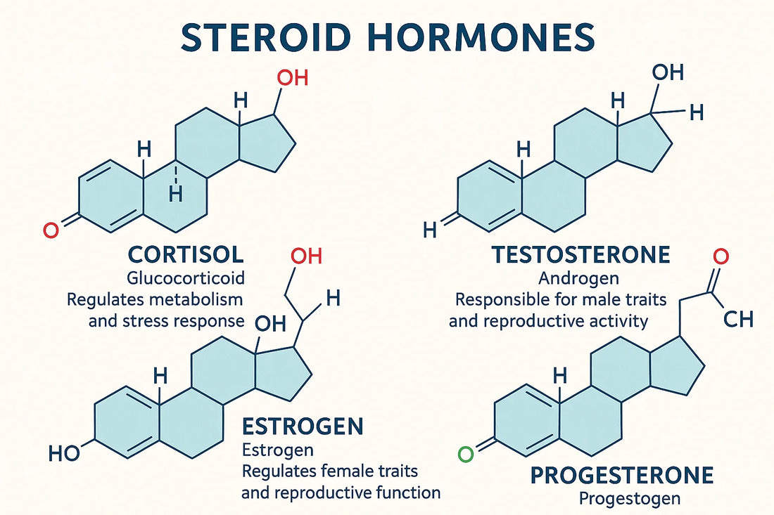 ステロイド(Steroid hormones)