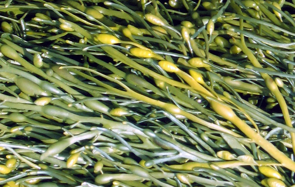 アカディアンケルプ（Acadian Kelp）