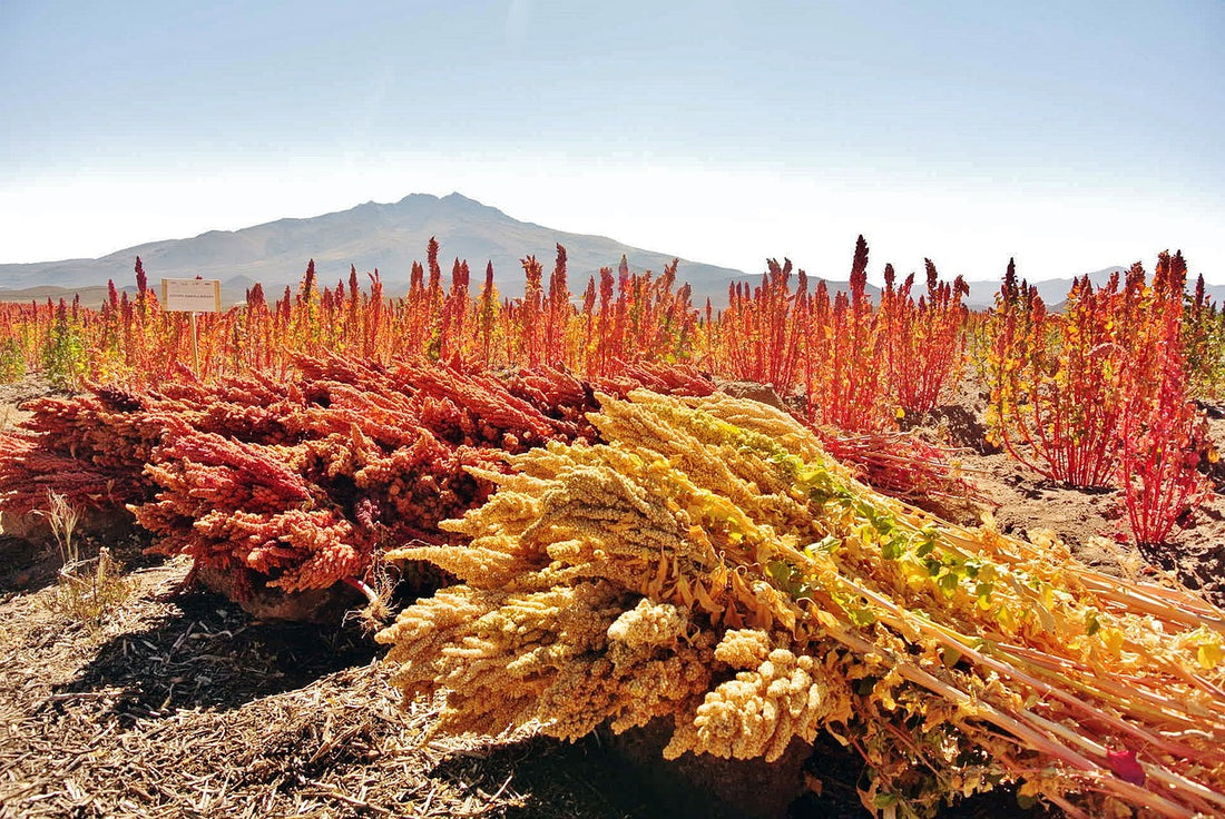 キヌア（Quinoa）