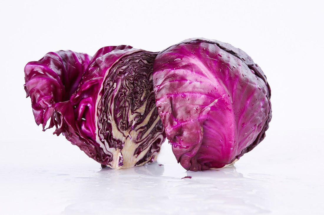 紫キャベツ（Red Cabbage）